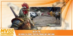 Đá Gà Tre - Bộ Môn Cá Cược Truyền Thống Đầy Hấp Dẫn